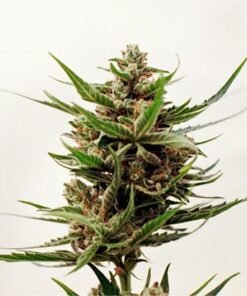 Glitter Bomb Seeds