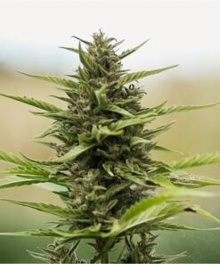 Glueberry Seeds