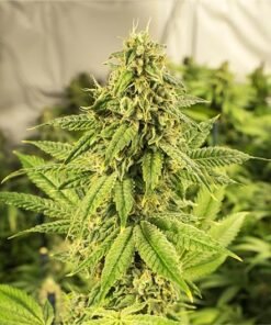 Gold Leaf Cannabis Seeds