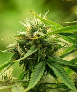 Gorilla Cookies Seeds