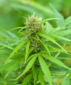 Gorilla Glue #4 Auto