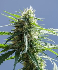 Gorilla Glue #4 Seeds