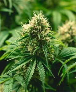 Gorilla Runtz Seeds