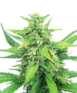 Grape Canyon Zkittlez Seeds