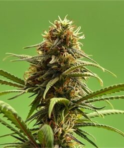Holland’s Hope Seeds