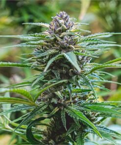 Jack Herer Seeds