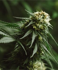 Kongzilla Seeds