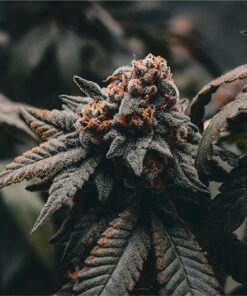 Kush Mints Seeds