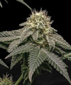Lava Cake Seeds