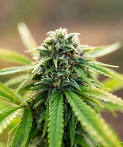 Lemon Cherry Gelato Seeds