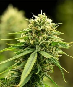 Lemon Cherry Pie Seeds