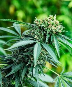 Rainbow Kush Seeds