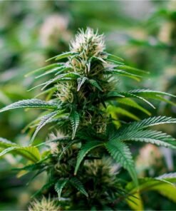 Lilac Diesel Seeds