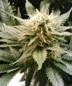 Lime Skunk Seeds