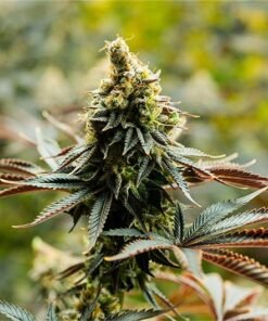 Mimosa Orange Punch Seeds