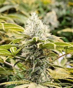 Orange Punch Seeds
