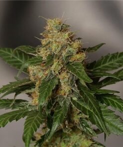 Oreoz Seeds