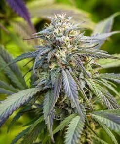 Purple Gelato Seeds