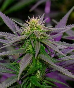 Purple Ghost Candy Seeds