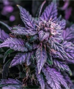 Purple Tangie Seeds