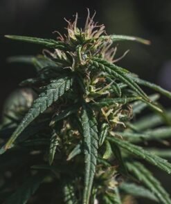 Rainbow Sherbert #11 Seeds