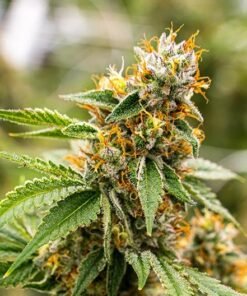 Red Bullz Seeds