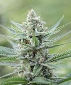 Red Hot Cookies Seeds