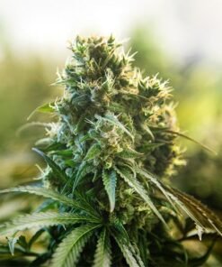 Red Runtz Seeds