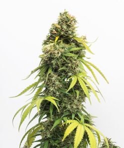 Slurricane Seeds