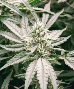 Sour Haze Seeds