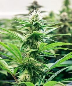 Space Cookies Seeds