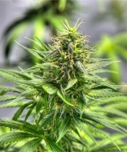 Space Panda Seeds