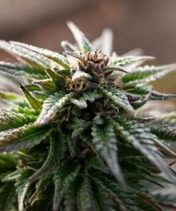 Strawberry Cough Muha Seeds