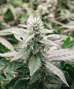 Strawberry Dream Seeds