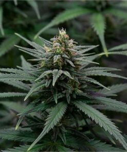 Tropical Punch Seeds