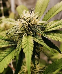 Watermelon Zkittlez Seeds