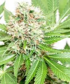 White Durban Seeds