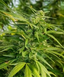 White Fire OG Seeds