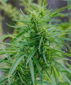White Gushers Seeds
