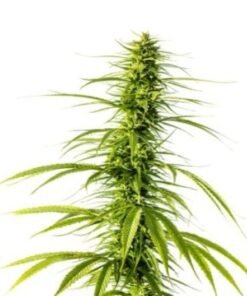 Blue Cookies Auto