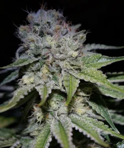 Chocolope Seeds