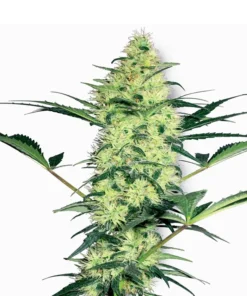 Critical Mass Seeds