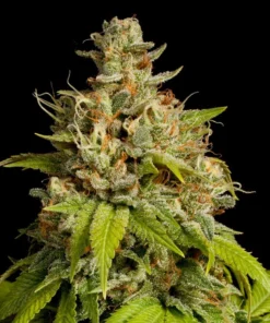 Durban Poison Seeds