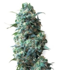 Blue Knight Auto