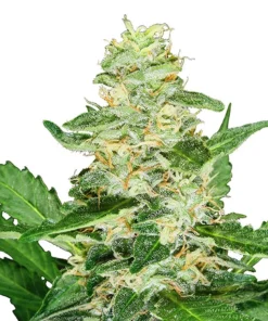 Girl Scout Cookies Seeds