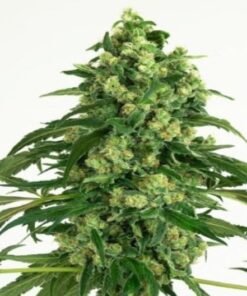OG Chem Auto