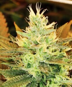 Golden Goat Seeds