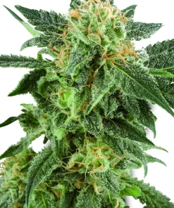 Gran Daddy Purple Seeds