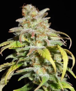 Harlequin CBD Seeds