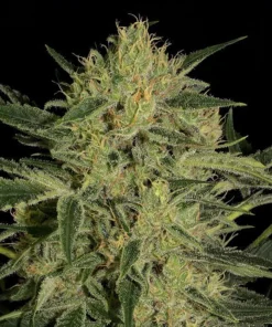 Hawaiian Dream CBD Seeds
